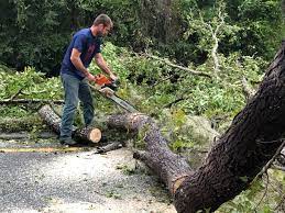 Reliable Green Knoll, NJ Tree Services Solutions