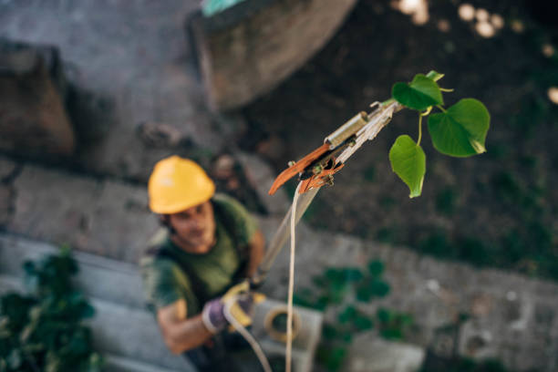 Leaf Removal in Green Knoll, NJ