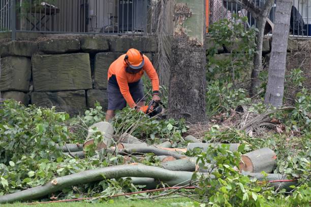 How Our Tree Care Process Works  in Green Knoll, NJ